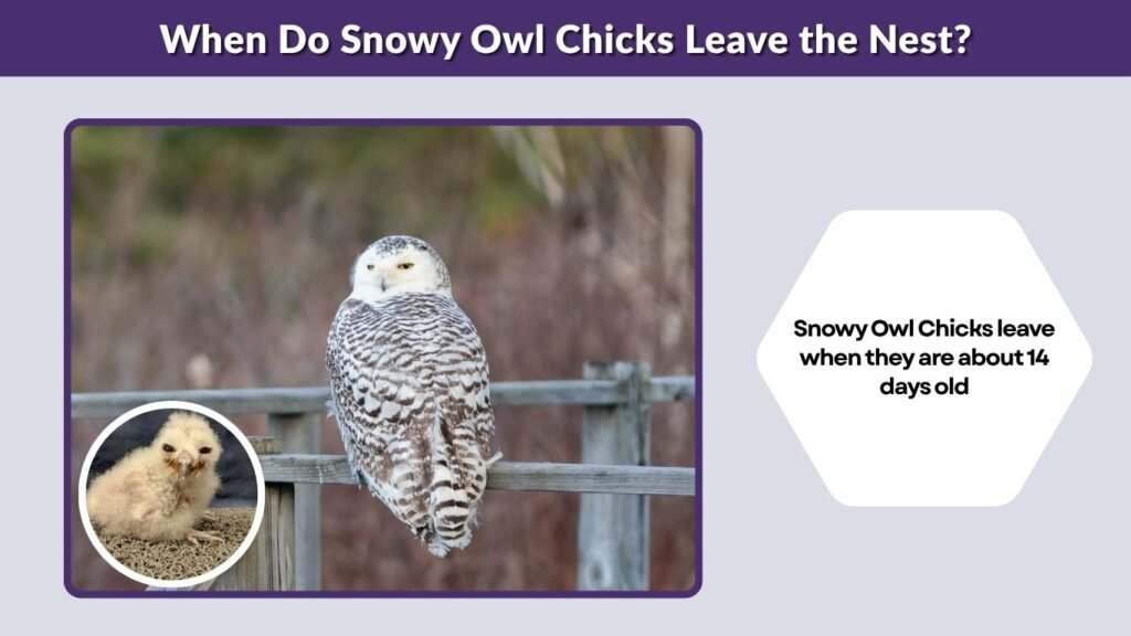 When Do Snowy Owl Chicks Leave the Nest?