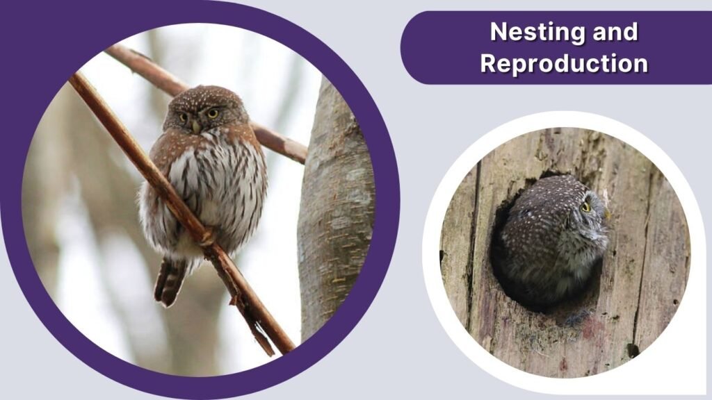 Nesting and Reproduction