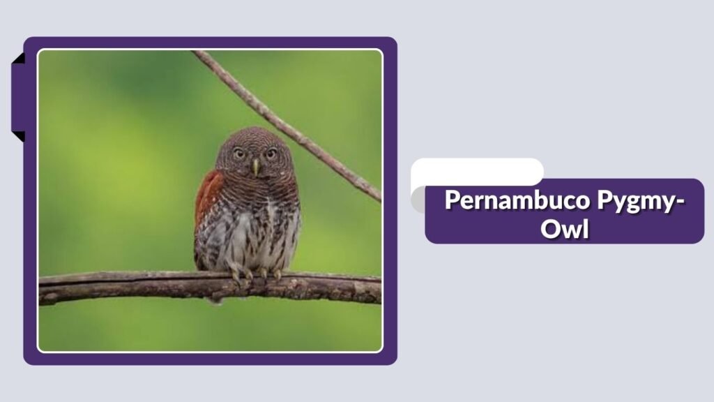 Pernambuco Pygmy-Owl
