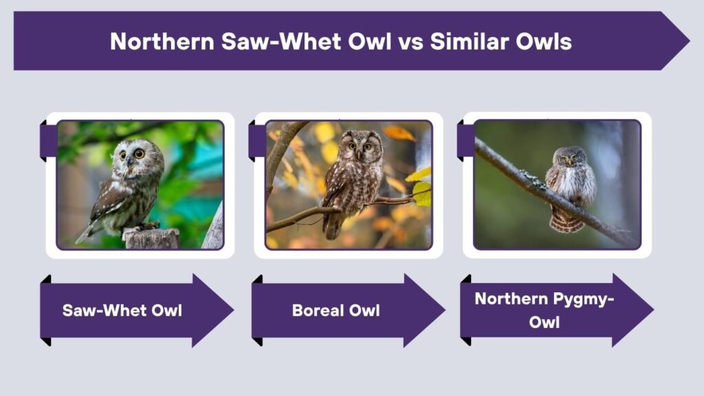 Northern Saw-Whet Owl vs Similar Owls
