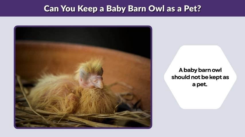Can You Keep a Baby Barn Owl as a Pet?