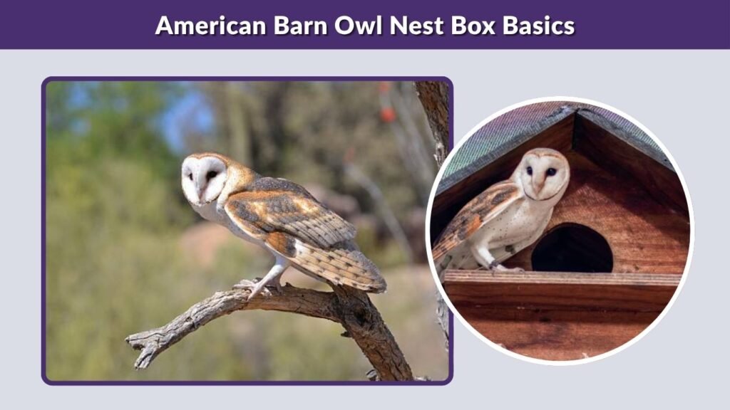 American Barn Owl Nest Box Basics