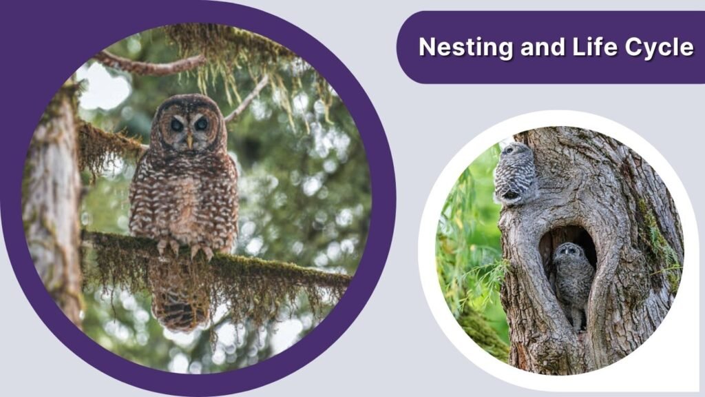 Nesting and Life Cycle