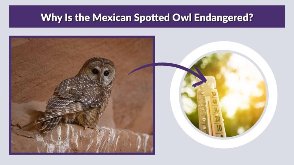 Why Is the Mexican Spotted Owl Endangered?