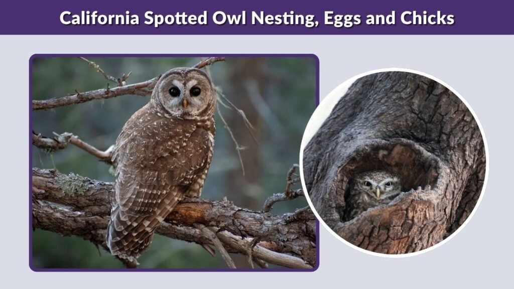 California Spotted Owl Nesting, Eggs and Chicks