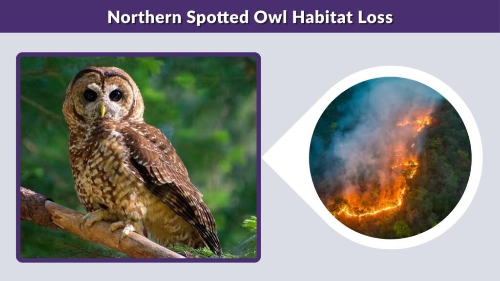 Northern Spotted Owl Habitat Loss
