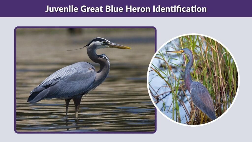 Juvenile Great Blue Heron Identification