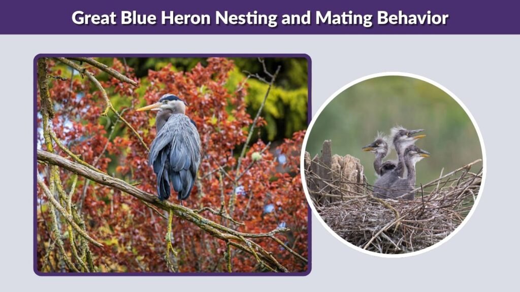 Great Blue Heron Nesting and Mating Behavior