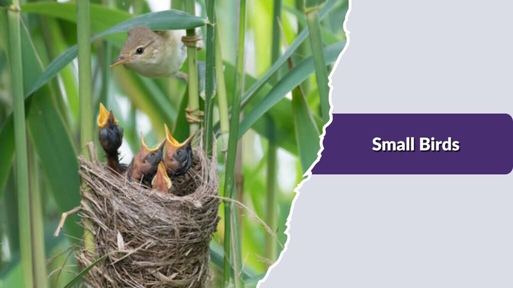 Small Birds and Nestlings
