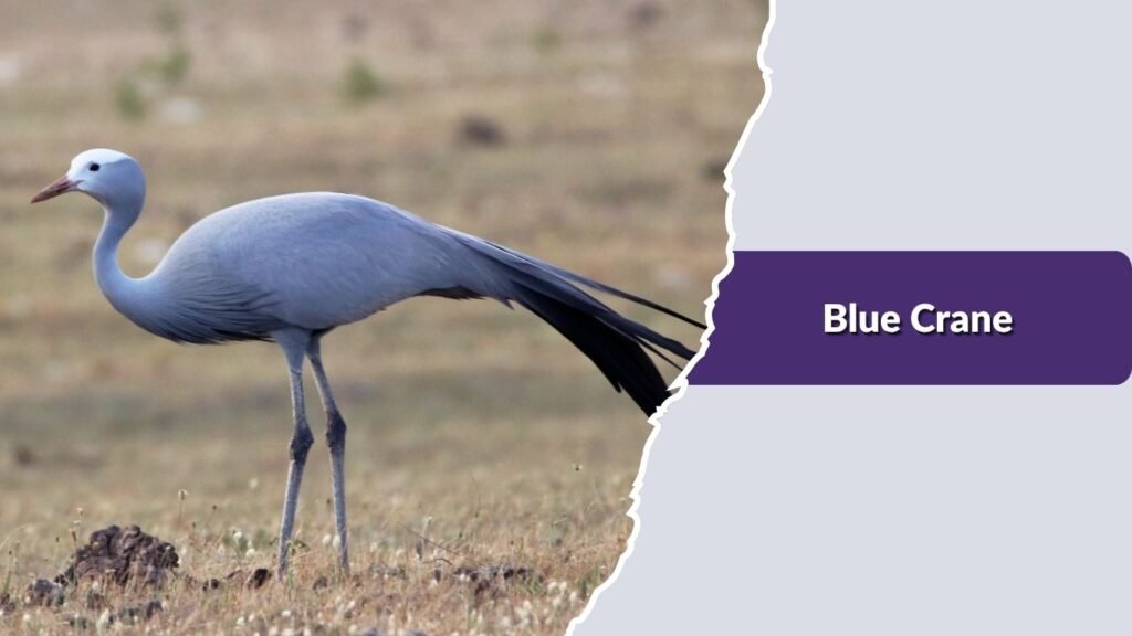 Blue Crane