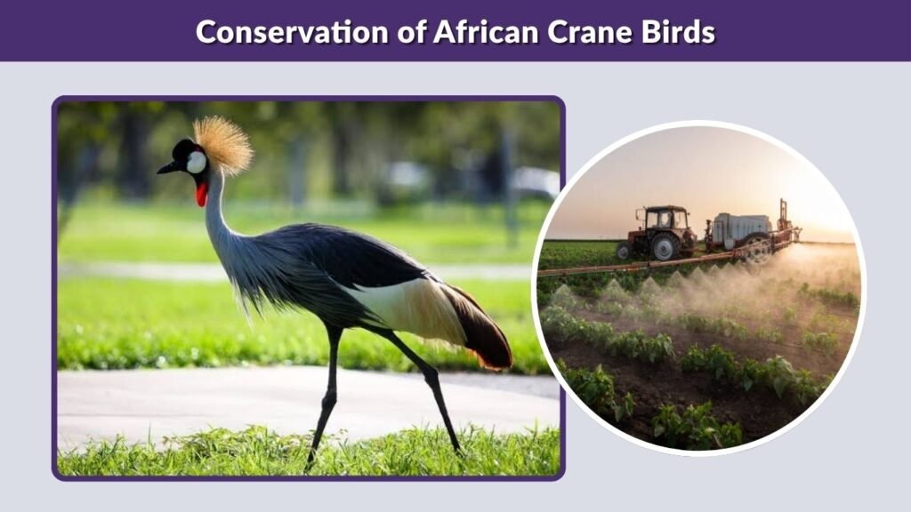 Conservation of African Crane Birds