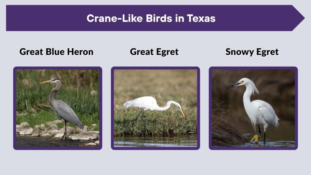 Crane-Like Birds in Texas