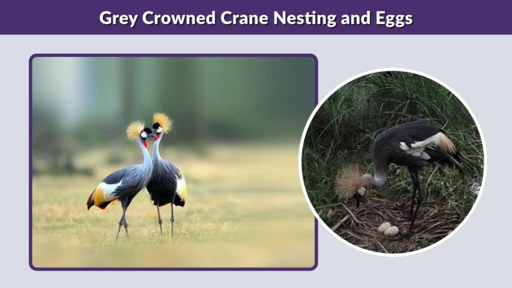 Grey Crowned Crane Nesting and Eggs