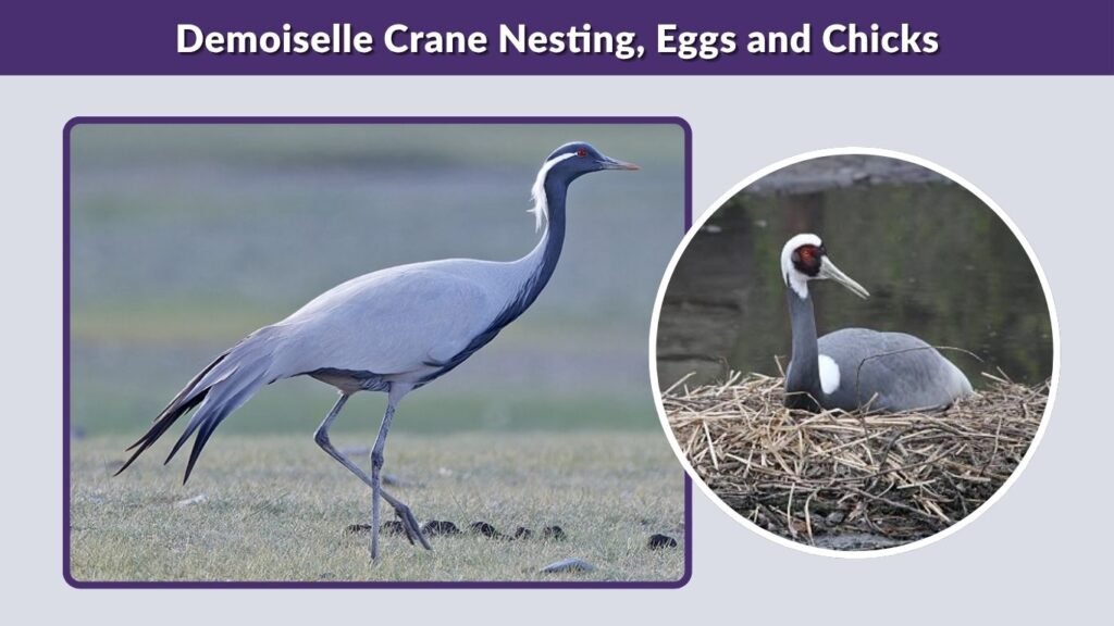 Demoiselle Crane Nesting, Eggs and Chicks