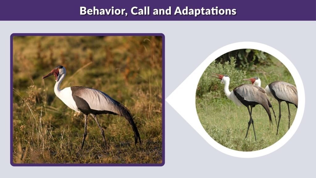 Behavior, Call and Adaptations