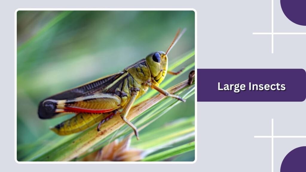 Large Insects