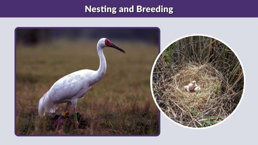 Nesting and Breeding