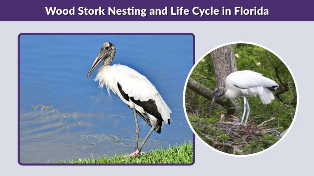 Wood Stork Nesting and Life Cycle in Florida