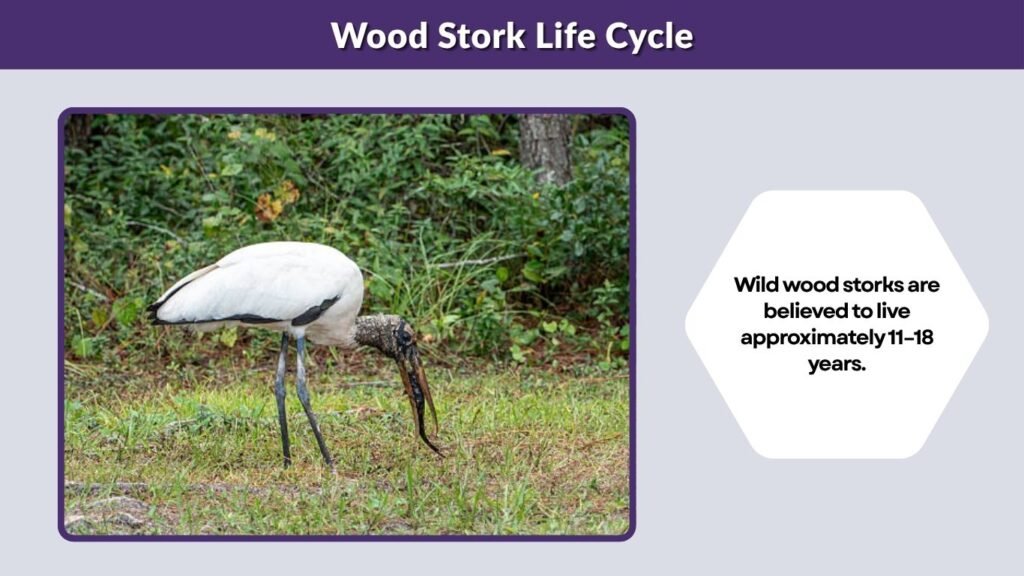 Wood Stork Life Cycle