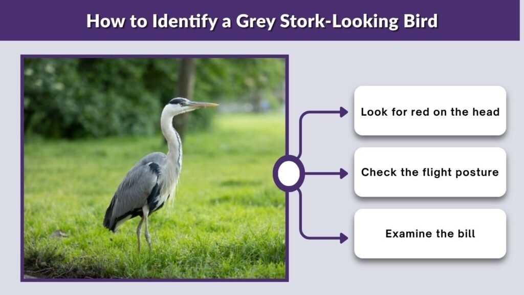How to Identify a Grey Stork-Looking Bird