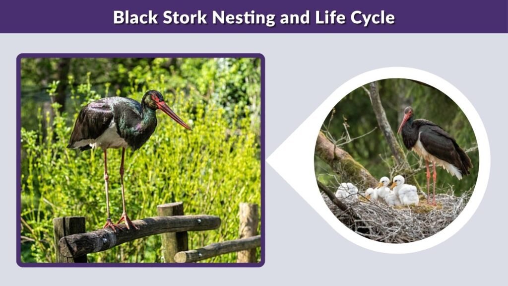 Black Stork Nesting and Life Cycle