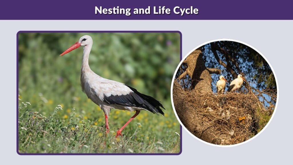 Nesting and Life Cycle
