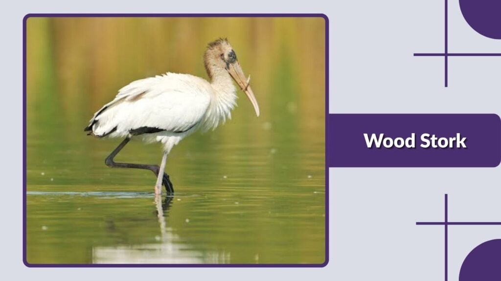 Wood Stork