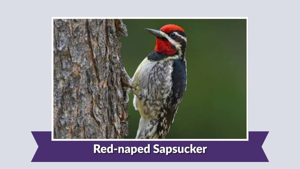  Red-naped Sapsucker