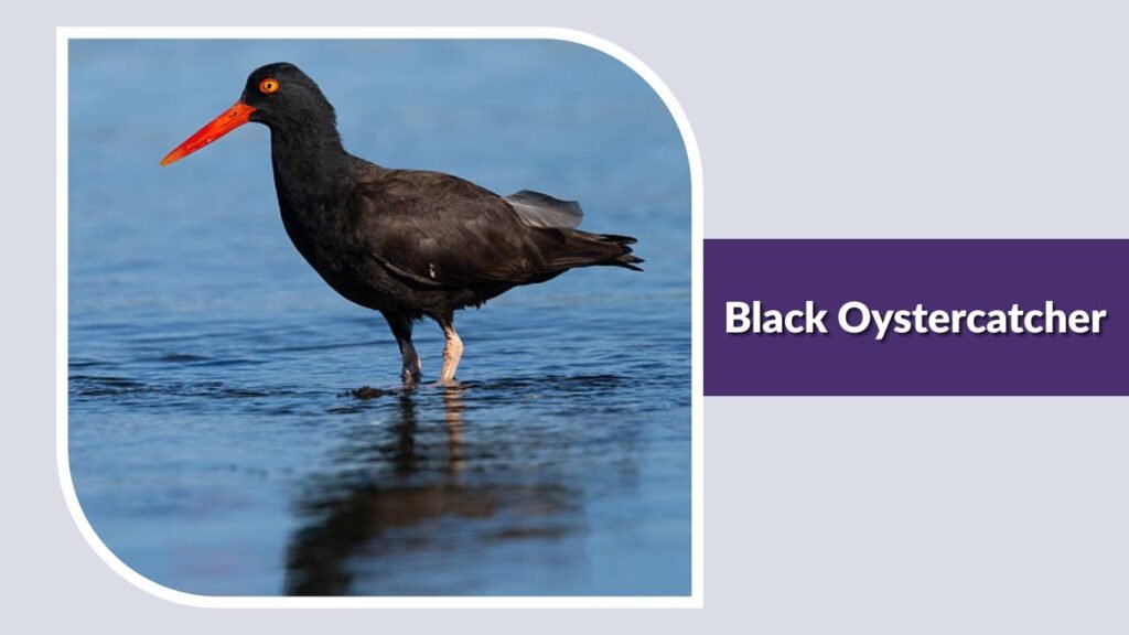 Black Oystercatcher
