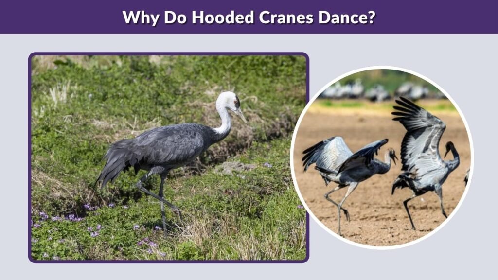 Why Do Hooded Cranes Dance?