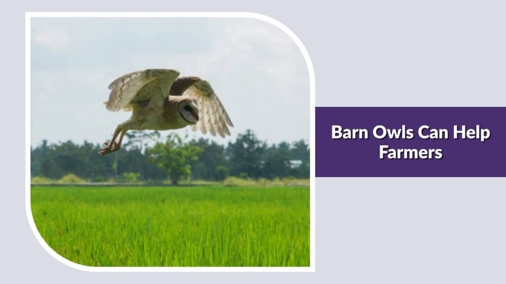 Barn Owls Can Help Farmers