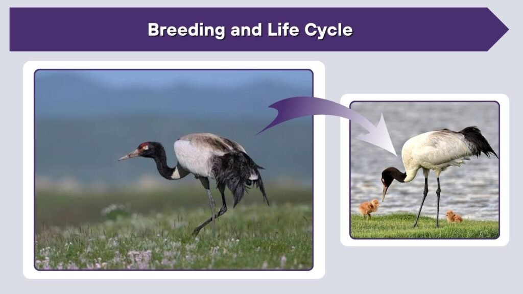 Breeding and Life Cycle