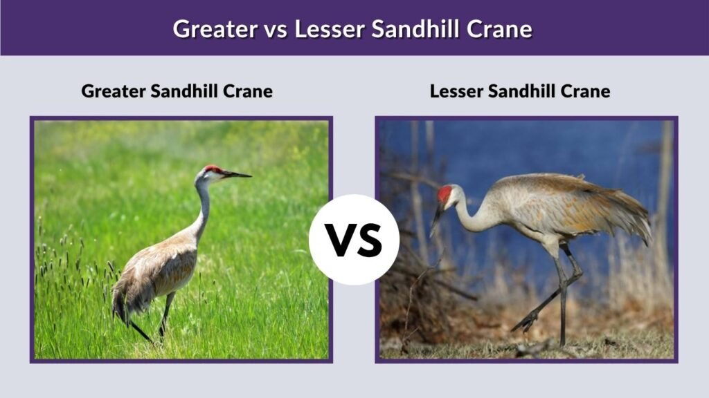 Greater vs Lesser Sandhill Crane