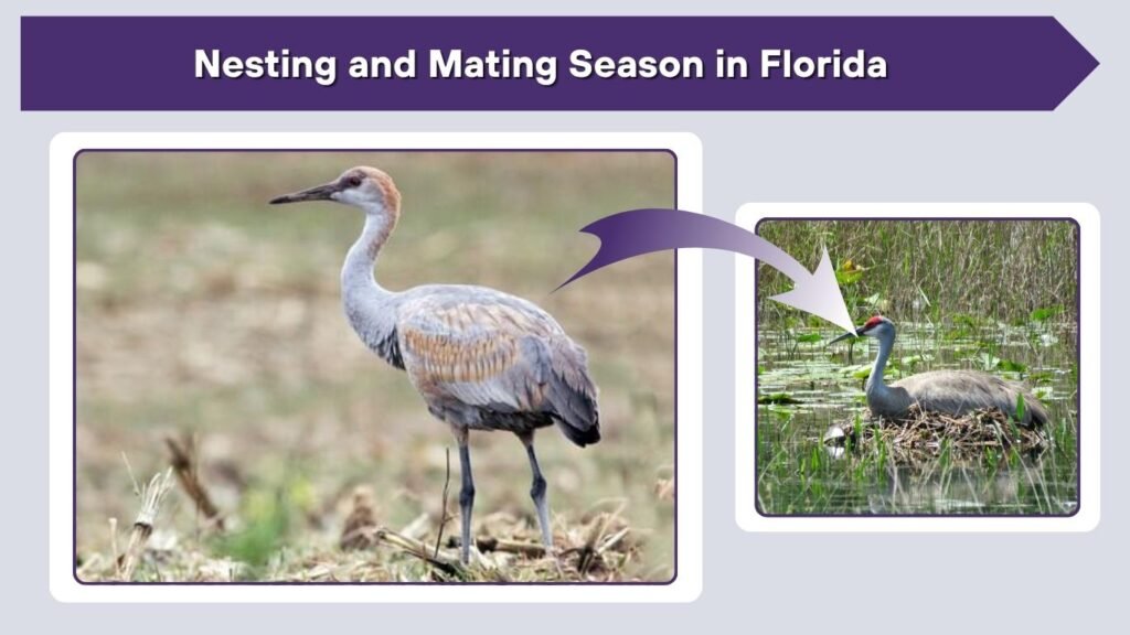 Nesting and Mating Season in Florida