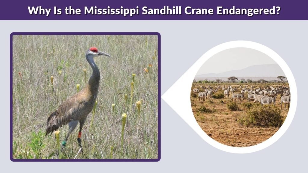 Why Is the Mississippi Sandhill Crane Endangered?