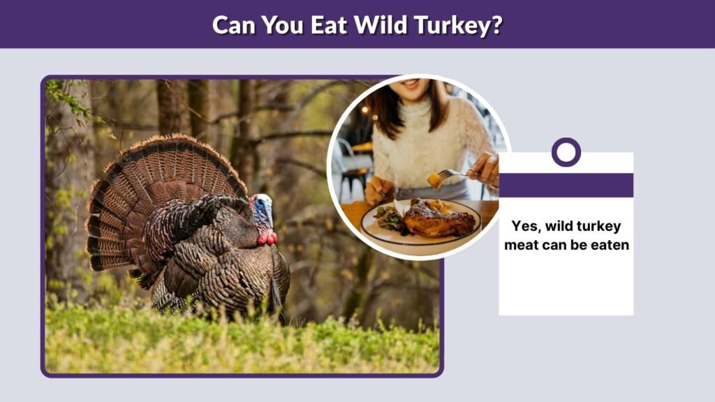 Can You Eat Wild Turkey?