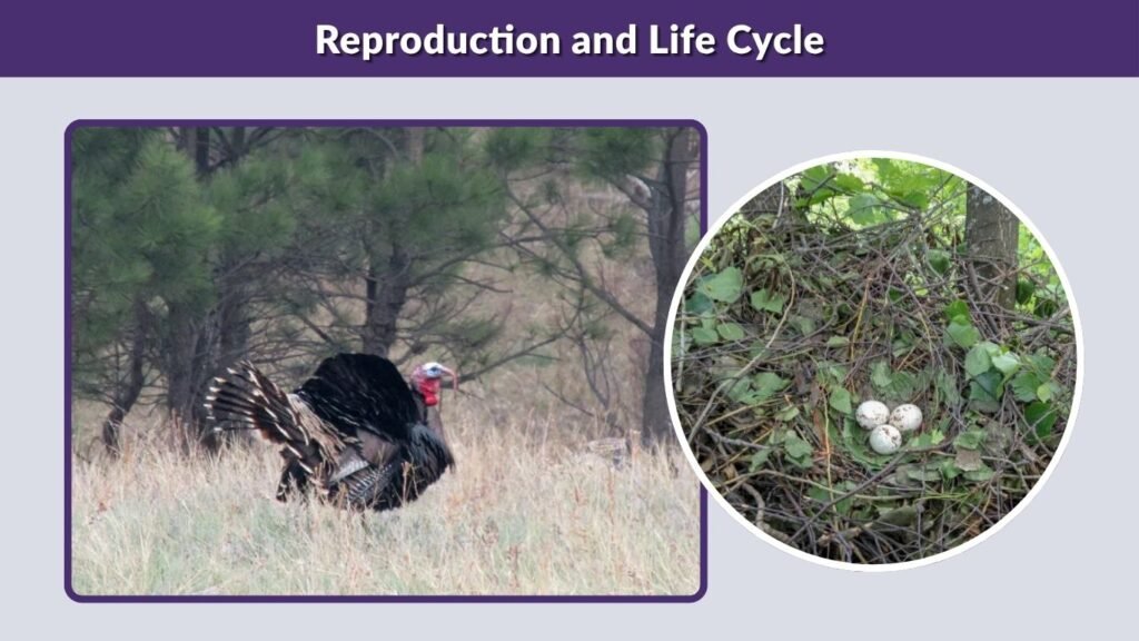 Reproduction and Life Cycle