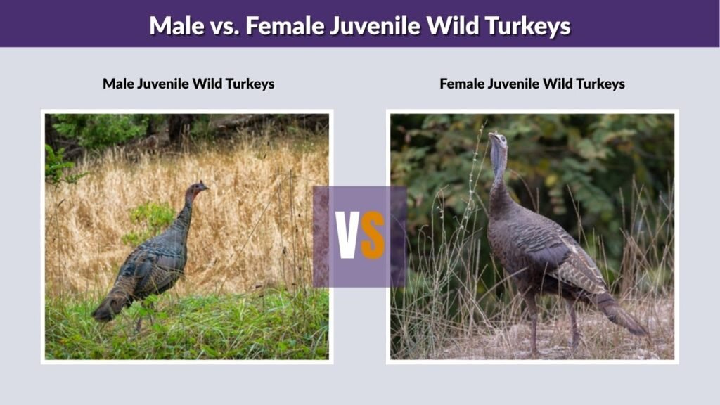 Male vs. Female Juvenile Wild Turkeys