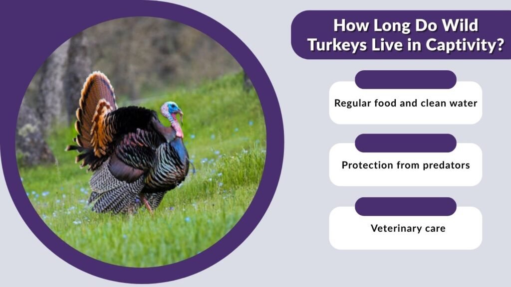 How Long Do Wild Turkeys Live in Captivity?