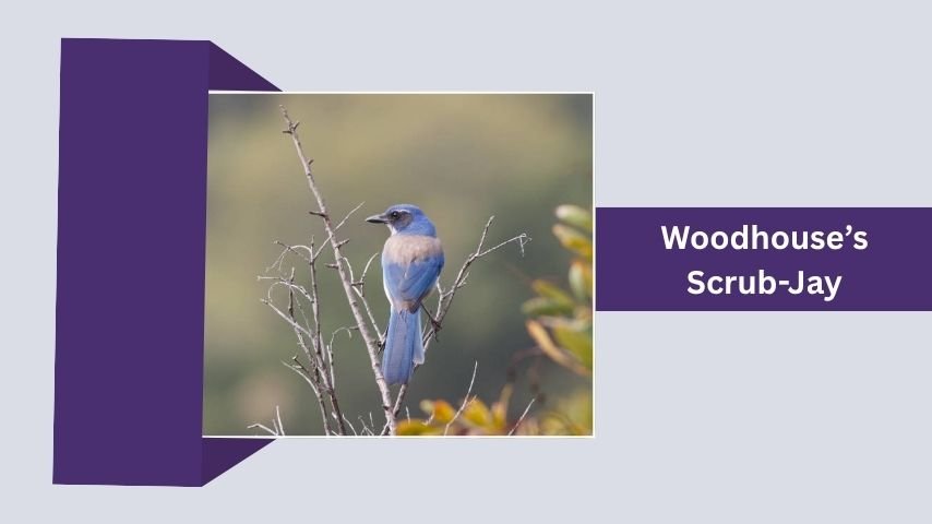Woodhouse’s Scrub-Jay