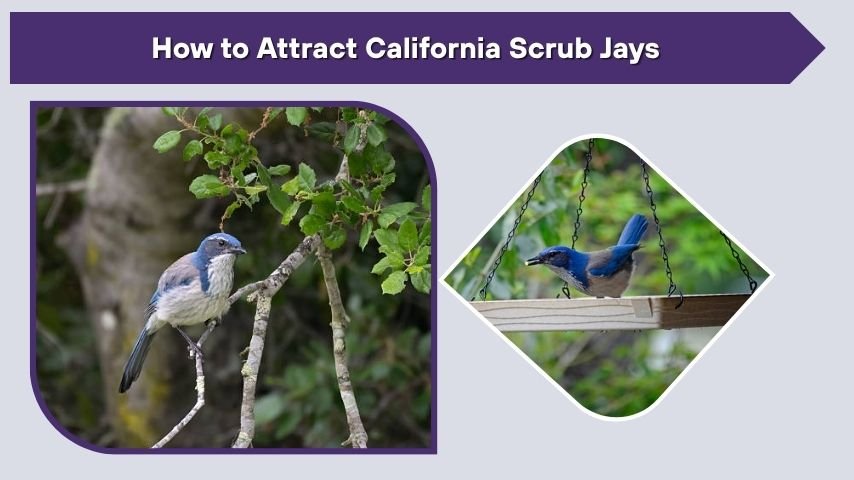 How to Attract California Scrub Jays
