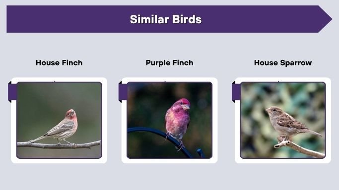 Similar Birds