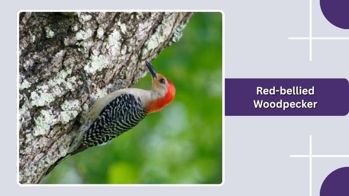 Red-bellied Woodpecker