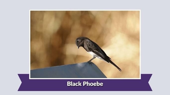 Black Phoebe