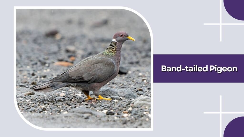 Band-tailed Pigeon