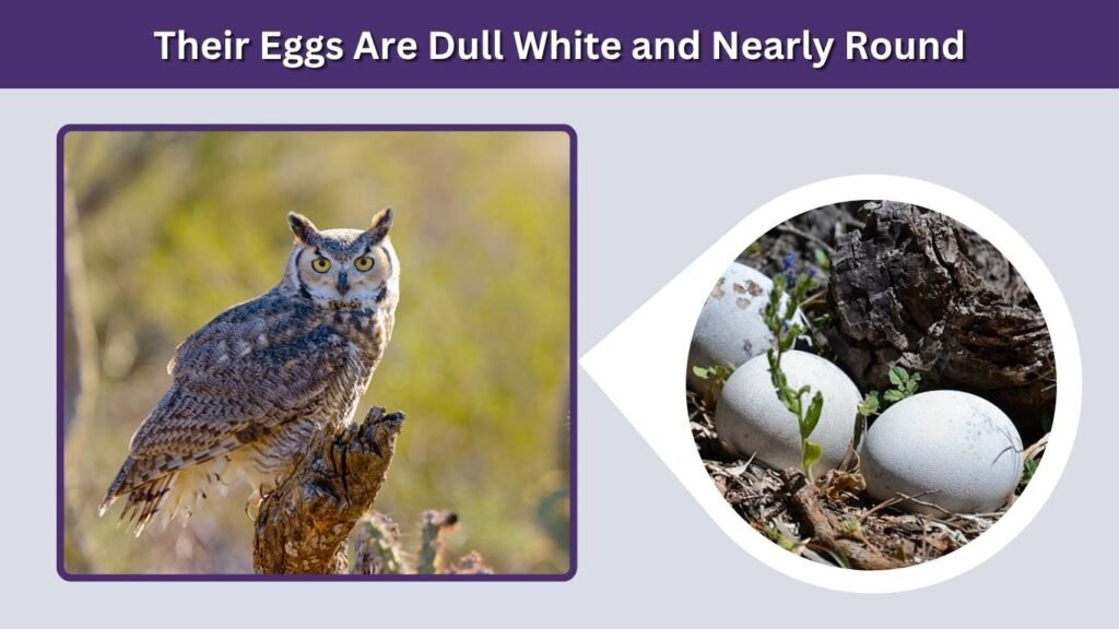 Their Eggs Are Dull White and Nearly Round