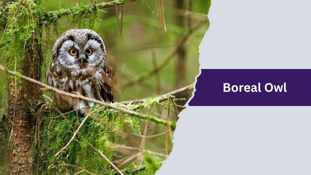 Boreal Owl