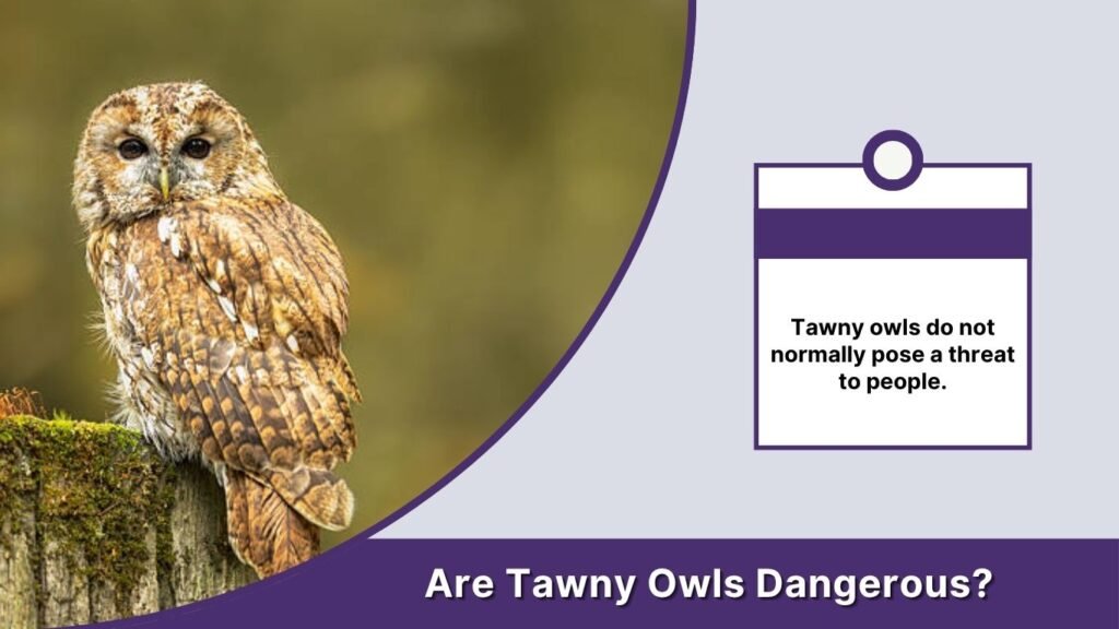 Are Tawny Owls Dangerous?
