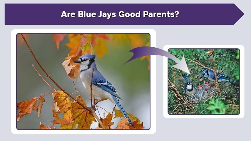 Are Blue Jays Good Parents?