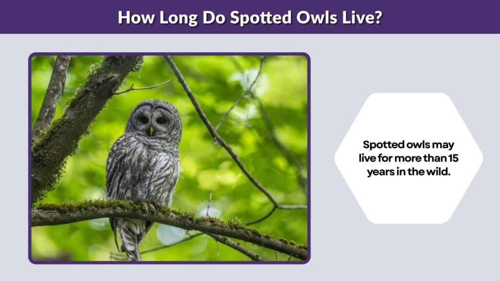How Long Do Spotted Owls Live?